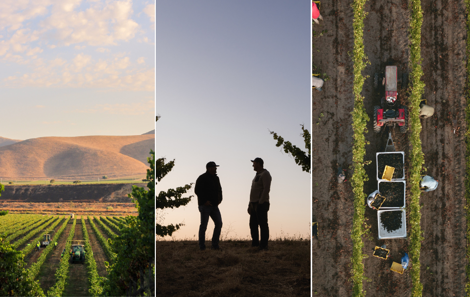Vineyard Team’s 2026 Lineup: Grower Education for a Changing Industry 